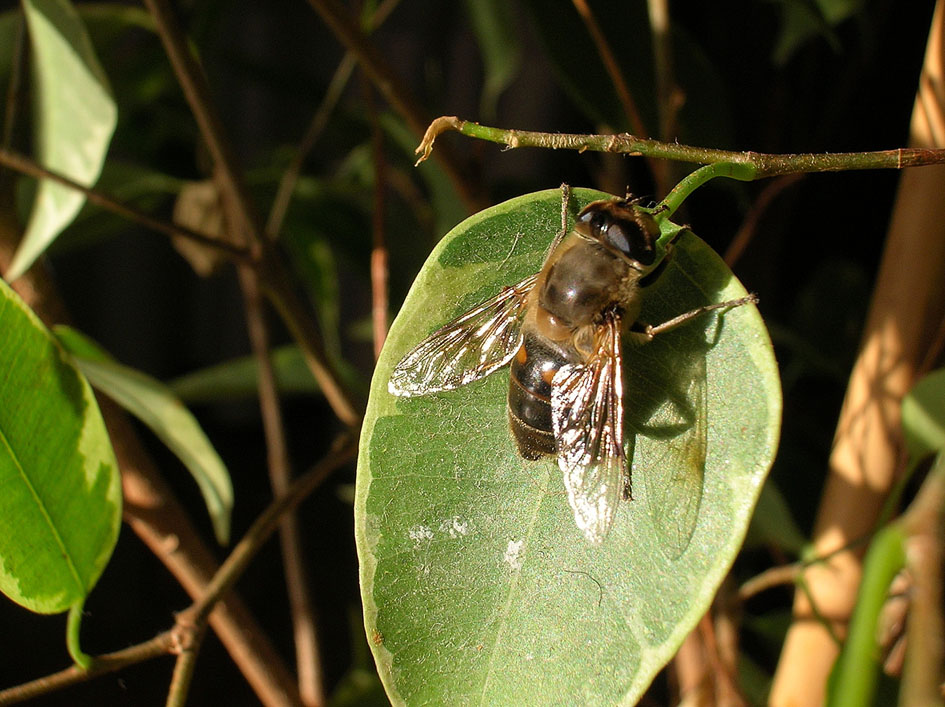 Melanostoma scalare